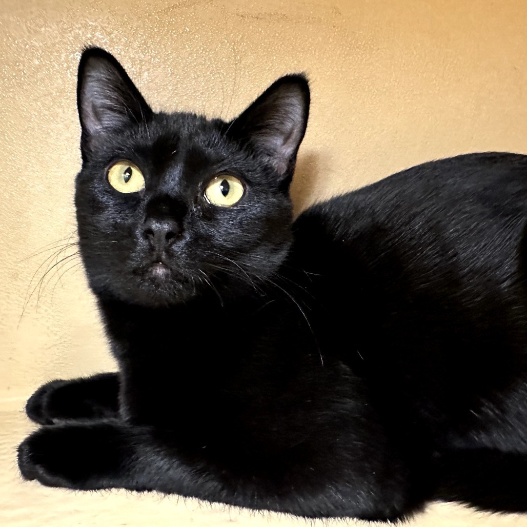 Cilla, an adoptable Domestic Short Hair in Spokane, WA, 99202 | Photo Image 1