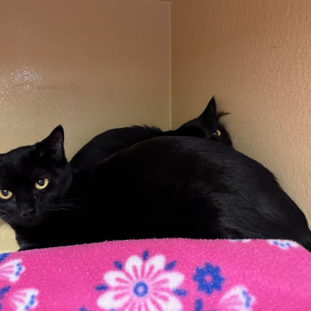 Cilla, an adoptable Domestic Short Hair in Spokane, WA, 99202 | Photo Image 2