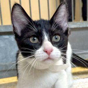 Oreo Domestic Short Hair Cat