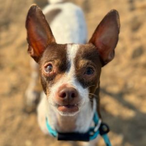 Louie Chihuahua Dog
