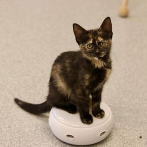 Dragon Lady, Baby Female Domestic Short Hair