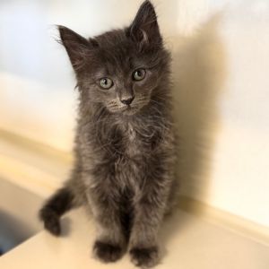 Schweppes, Baby Female Domestic Short Hair