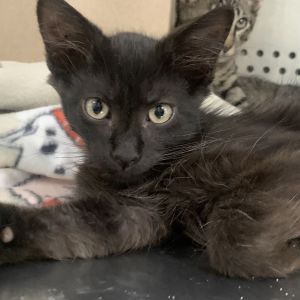 Rome, Baby Male Domestic Long Hair