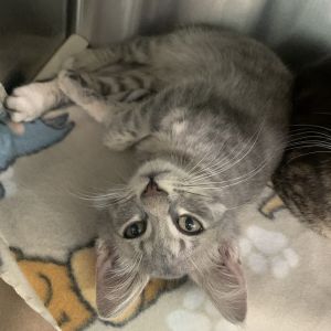 Marvin, Baby Male Domestic Short Hair