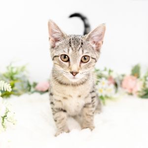 Philip, Baby Male Domestic Short Hair