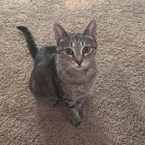 Elinor