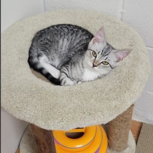 Middle Child (MC), Baby Male Domestic Short Hair