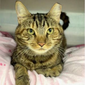 Eleanor, Adult Female Domestic Short Hair