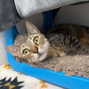 Franny, Adult Female Domestic Short Hair