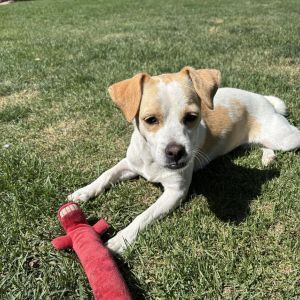 Lola, Adult Female Chihuahua