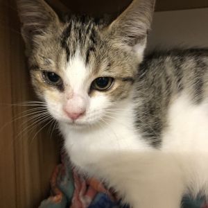 Diana, Baby Female Domestic Short Hair