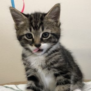 Sarafina, Baby Female Domestic Short Hair