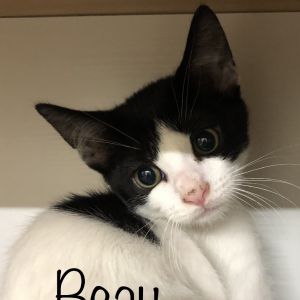 Beau, Baby Male Domestic Short Hair