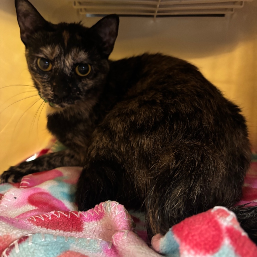 Garlic Salt (Horseheads Petsmart)