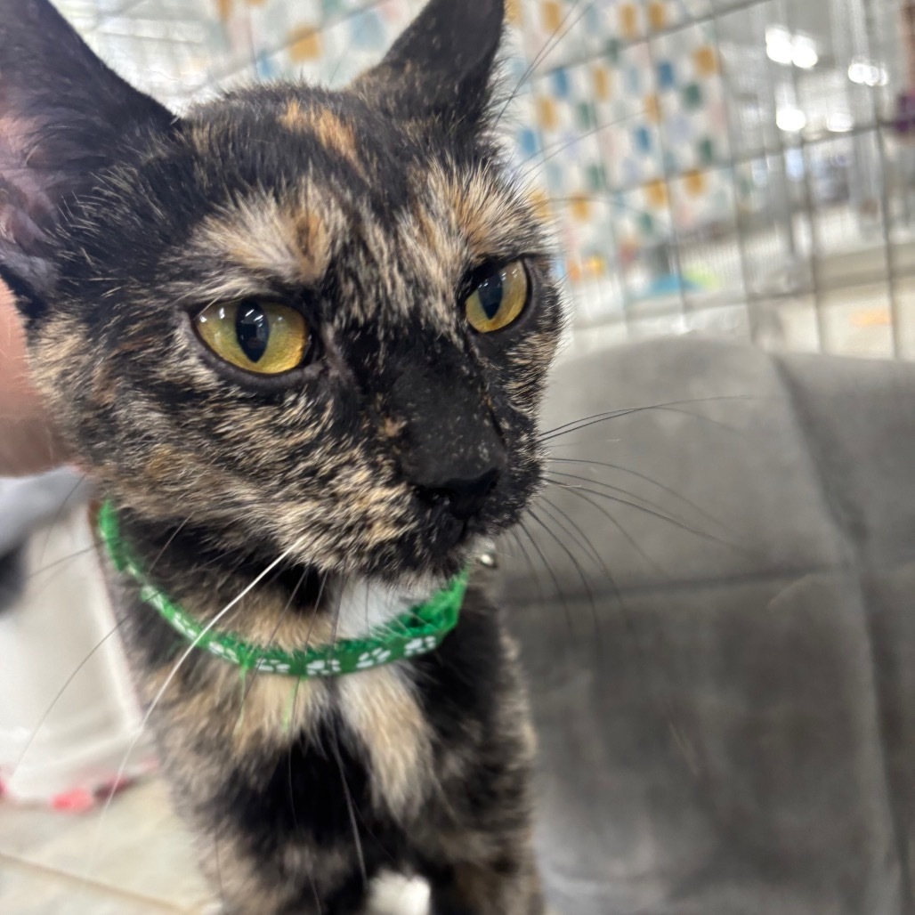 Garlic Salt (Horseheads Petsmart)