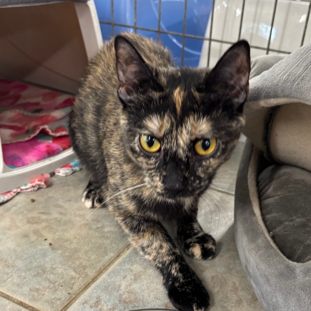 Garlic Salt (Horseheads Petsmart)