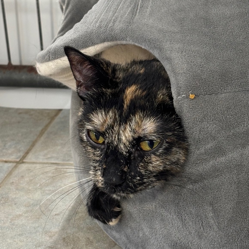 Garlic Salt (Horseheads Petsmart)