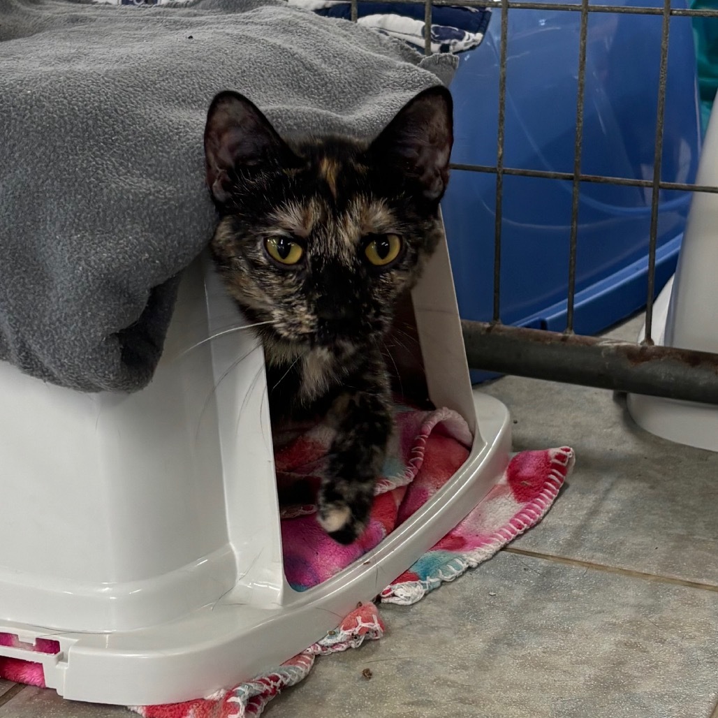 Garlic Salt (Horseheads Petsmart)