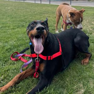 Haku, Adult Male Doberman Pinscher