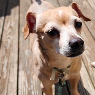 BUDDY