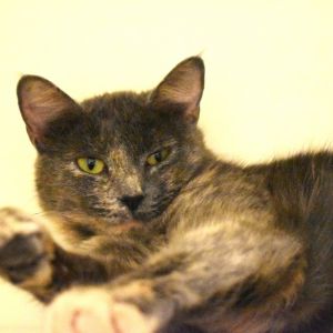 Morgan, Adult Female unknown