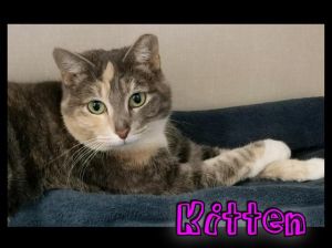 Kitten, Senior Female Domestic Short Hair