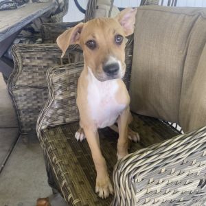 Sarah Jessica Barker, Baby Female Boxer