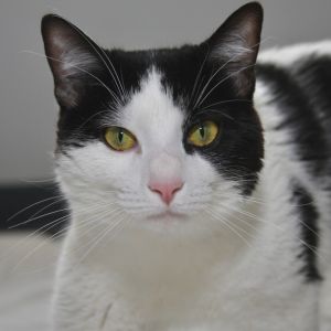 Juppi, Adult Male Domestic Short Hair