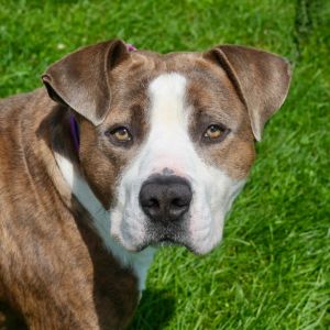 Courage, Adult Male Mixed Breed