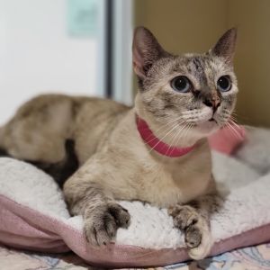 Nala, Adult Female Domestic Short Hair