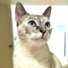 Nala photo 2