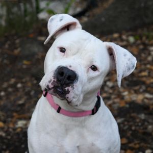 Soccerball, Adult Female Mixed Breed