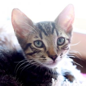 Flicker was rescued with his siblings from abandonment in an apt The sweetest f