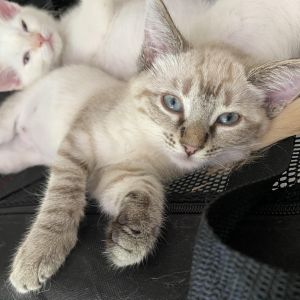 Missy, Baby Female Siamese