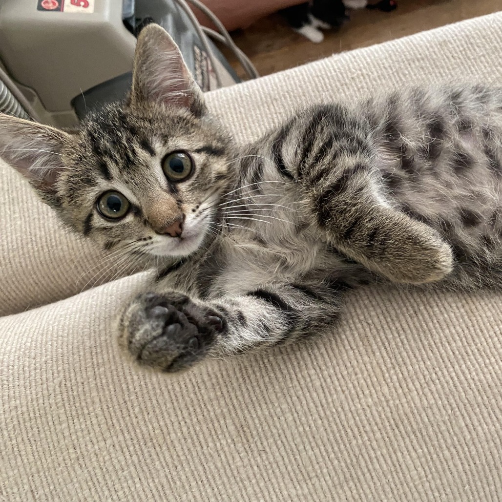 Bruno