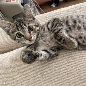 Bruno, Baby Male Domestic Short Hair