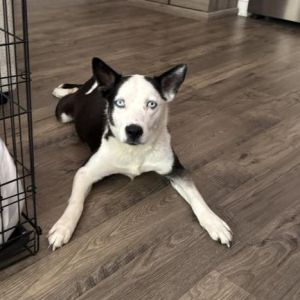 McKenzie, Adult Female Husky