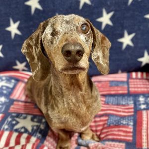 Jack, Senior Male unknown