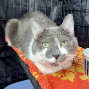 Poe, Adult Male Domestic Short Hair
