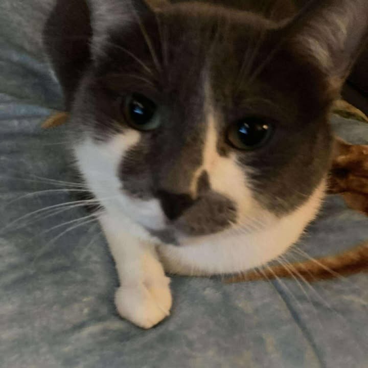 Poe