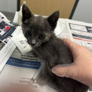 Kia Soul, Baby Male Domestic Short Hair