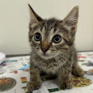 Yealink, Baby Male Domestic Short Hair