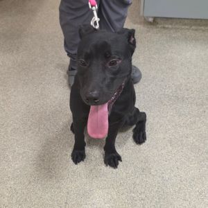 Kindle, Young Male Mixed Breed