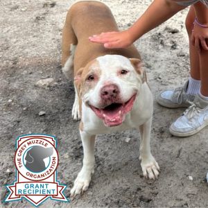 Linda, Senior Female Mixed Breed