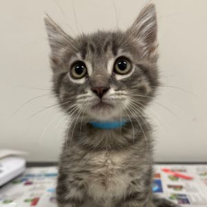 Flopsy, Baby Male Domestic Medium Hair