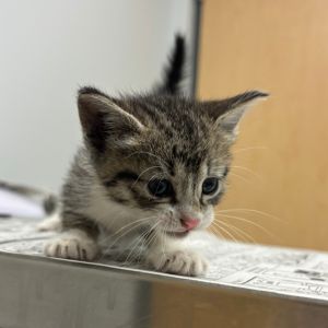 Denim, Baby Female Domestic Short Hair