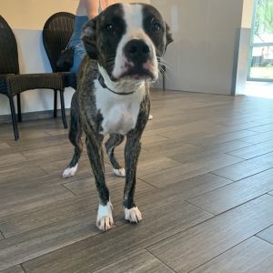 Rita, Young Female Mixed Breed