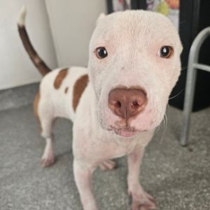 Aurora, Young Female Pit Bull Terrier