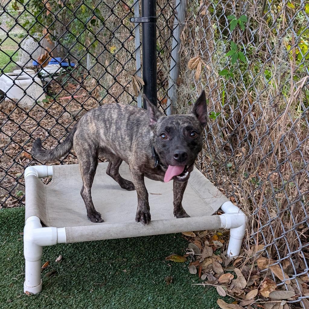 Bronwyn