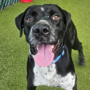 Cloud, Adult Male Labrador Retriever